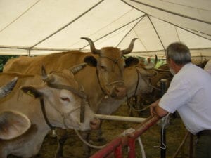 Un'immagine dell'Antica fiera del bestiame di Capanne di Marcarolo