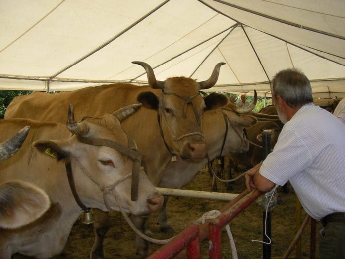 Un'immagine dell'Antica fiera del bestiame di Capanne di Marcarolo