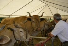 Un'immagine dell'Antica fiera del bestiame di Capanne di Marcarolo