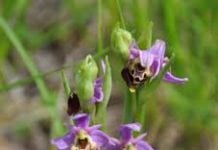 Alla scoperta della natura: una giornata tra erbe e orchidee selvatiche