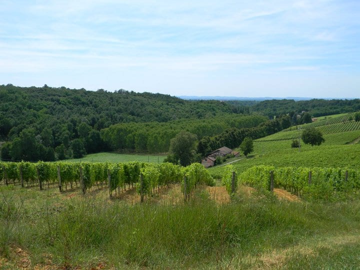 Le vigne del Podere Saulino a Novi Ligure