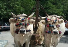 La Fiera del Bestiame di Capanne di Marcarolo si farà il 26 luglio: gli allevatori ci saranno