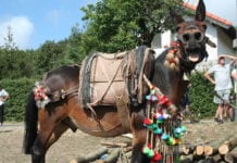 A Capanne di Marcarolo la Fiera del bestiame delle antiche razze locali