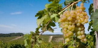 Il Gavi docg tra Smart wine, musica e cucina in attesa della Clerici