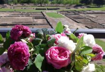 “Rosa, Rosae”: il fascino antico del fiore più amato rivive a Libarna