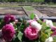 “Rosa, Rosae”: il fascino antico del fiore più amato rivive a Libarna