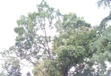 Novi Ligure. Due alberi considerati a rischio caduta saranno tagliati.