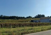 Un commercialista gestirà il vino Gavi docg dell’azienda sequestrata a Massimo Diotti