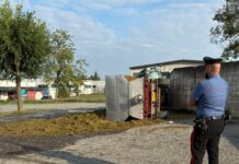 Capriata, incidente durante la vendemmia: un uomo ferito agli arti